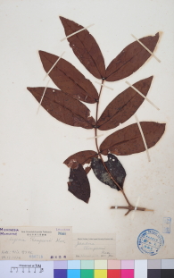 Specimen thumbnail